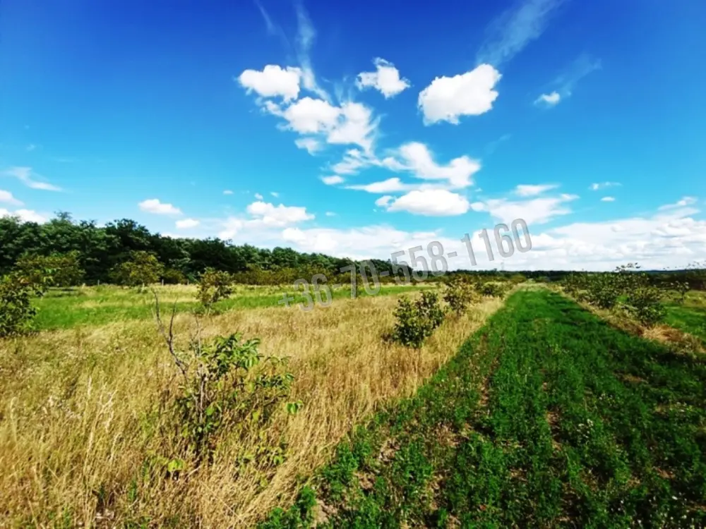 Pest megye - Sződ