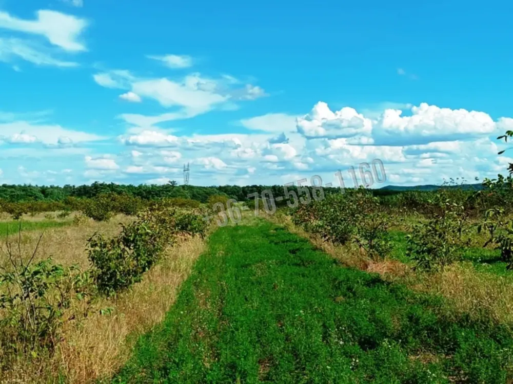 Pest megye - Sződ