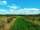 Pest megye - Sződ