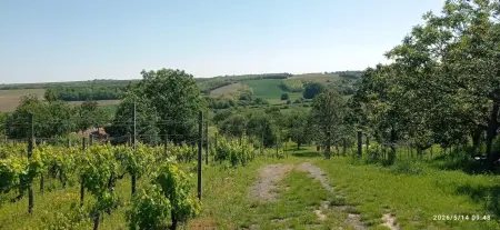 Eladó mezőgazdasági ingatlan, Mohács 12000 m² 10.65 M Ft