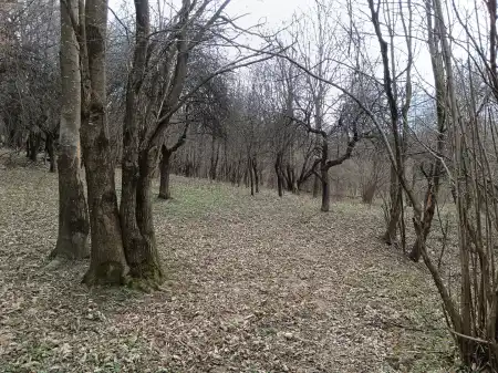 Eladó mezőgazdasági ingatlan, Pusztamagyaród 19103 m² 9.9 M Ft