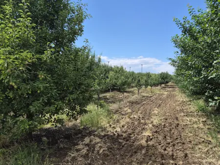 Eladó mezőgazdasági ingatlan, Tiszafüred 25919 m² 25 M Ft
