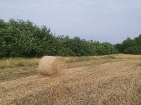 eladó mezőgazdasági ingatlan, Tótkomlós