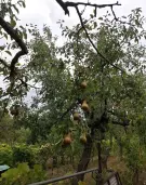 Pest megye - Biatorbágy