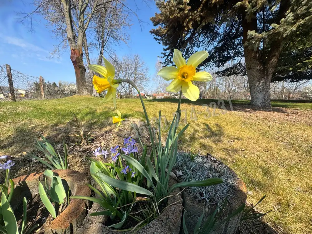 Bács-Kiskun megye - Kiskunfélegyháza