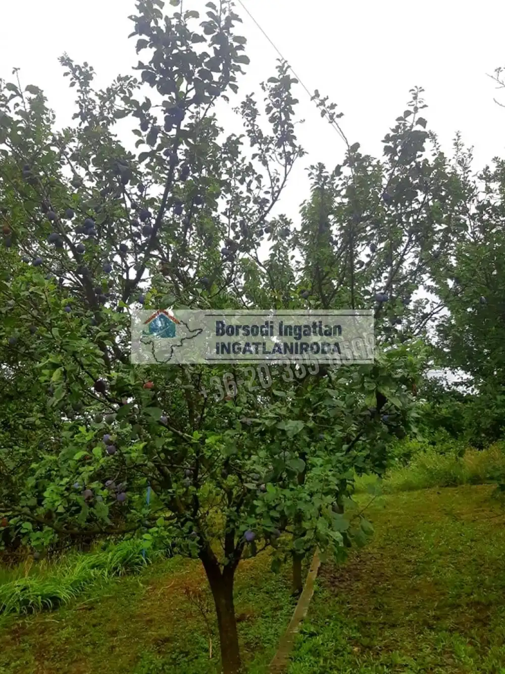 Borsod-Abaúj-Zemplén megye - Nyékládháza