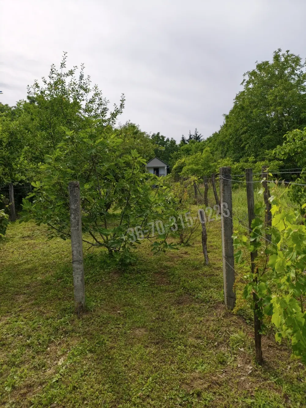 Zala megye - Oltárc