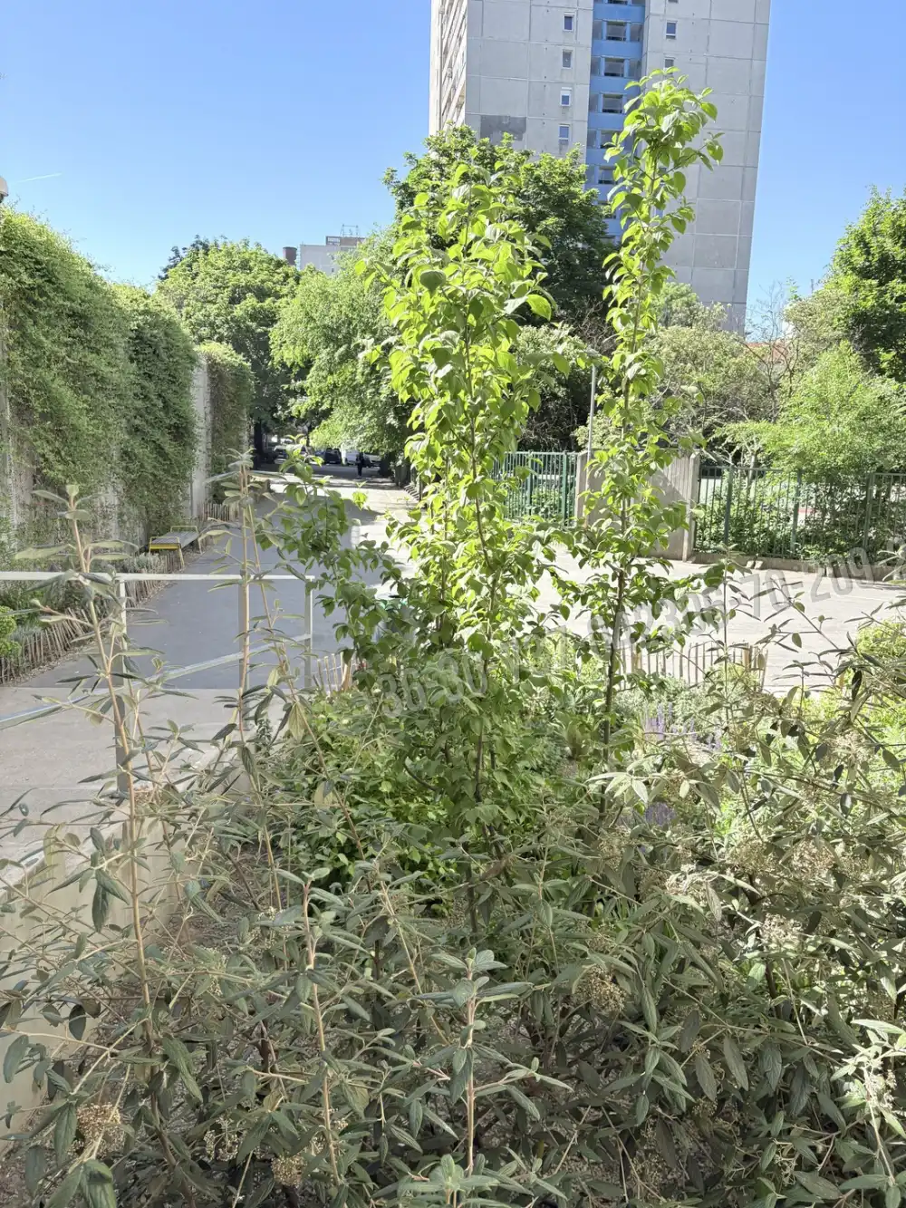 Budapest, VIII. kerület - Losoncinegyed
