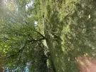 Zala megye - Balatongyörök