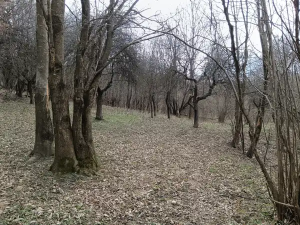 Eladó , Pusztamagyaród 19103 m² 9.9 M Ft