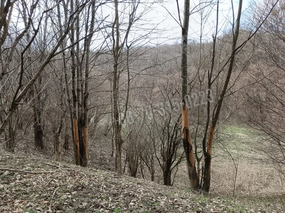 Zala megye - Pusztamagyaród