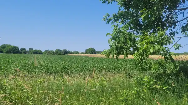 Eladó Szántó, Albertirsa 4204 m² 5.2 M Ft