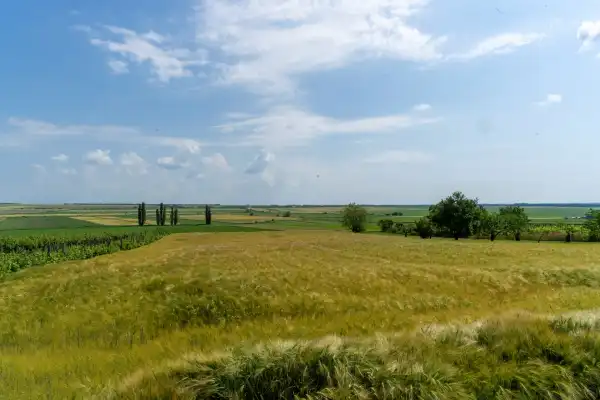 Eladó Szántó, Pázmánd 1757 m² 5.8 M Ft