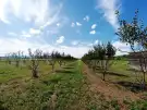 Pest megye - Sződ