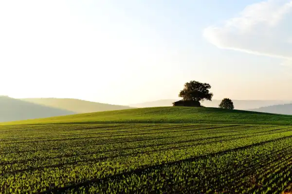Eladó Szántó, Sződ 7187 m² 9.9 M Ft
