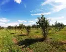 Pest megye - Sződ