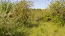 Pest megye - Vác