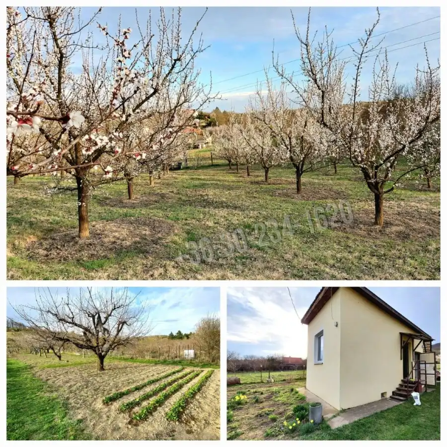 eladó  Szántó, Vác