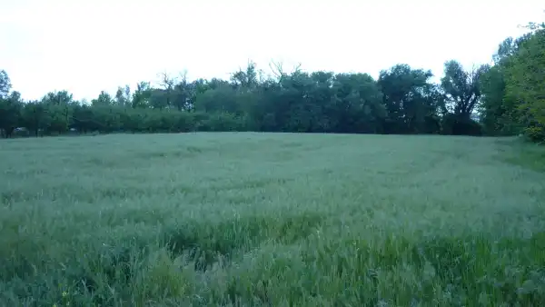 Eladó Szántó, Zsombó 3745 m² 15 M Ft
