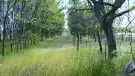 Csongrád megye - Zsombó