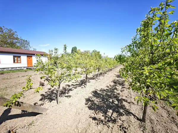 Eladó , Szeged 1785 m² 25 M Ft