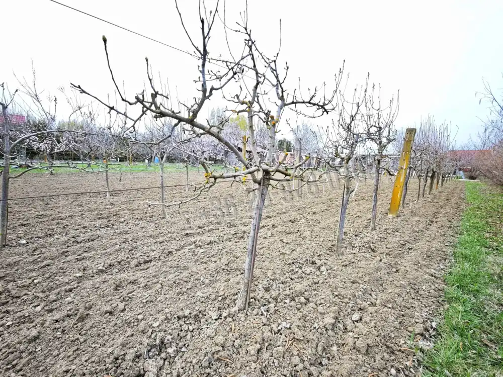 Csongrád megye - Szeged