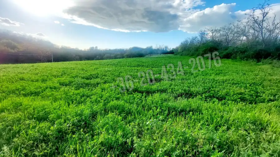 eladó  Szőlős, Balatonendréd