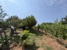 Zala megye - Nagykanizsa