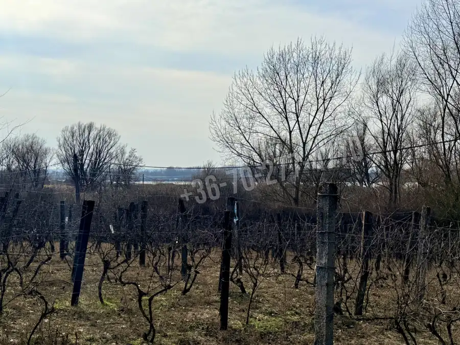 eladó  Szőlős, Oroszlány