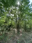 Bács-Kiskun megye - Lajosmizse