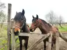 Csongrád megye - Szatymaz