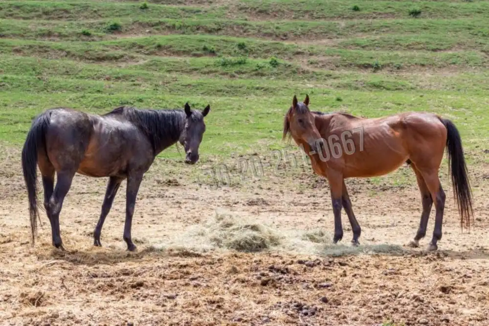 Tolna megye - Szekszárd