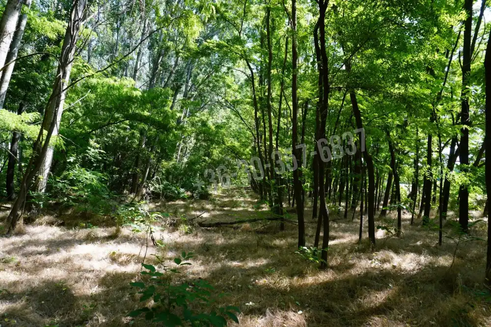 Csongrád megye - Zsombó