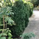 Zala megye - Keszthely